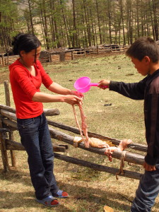 Preparing dinner in Mongolia: Homemade sausage