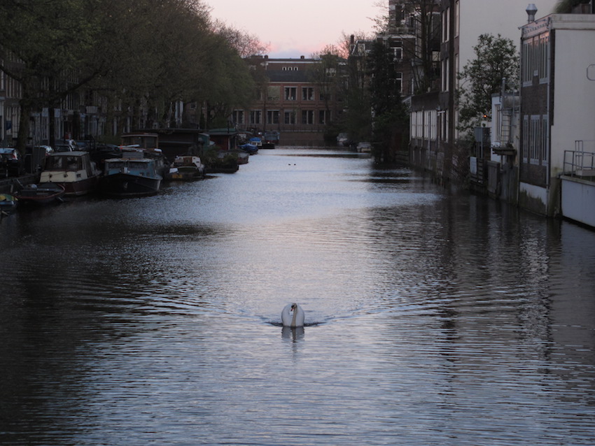 Amsterdam-swan