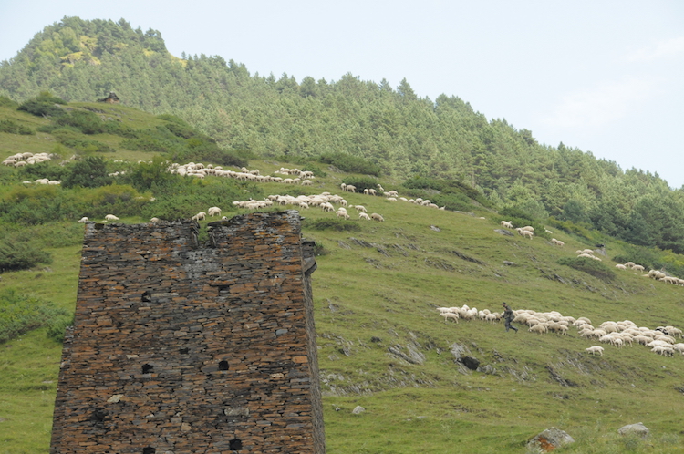 Herding sheep in Tusheti