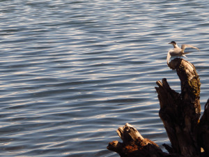 Bird about to take flight on Khovsgol Lake, Mongolia