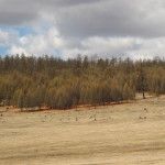 Green and brown, dry forest in Mongolia in spring