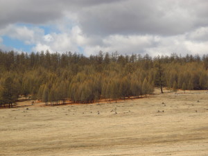 Green and brown, dry forest in Mongolia in spring