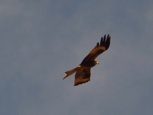 Brown hawk flying in Mongolia