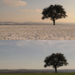 Trees in Gostingen, winter and summer