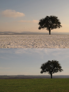 Trees in Gostingen, winter and summer