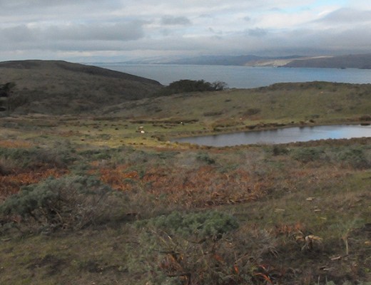 Tomales Point landscape