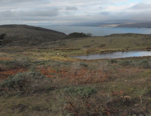 Tomales Point landscape