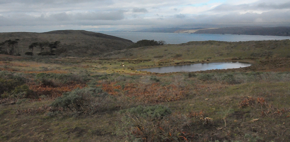 Tomales Point landscape