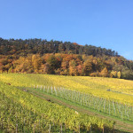 Moselle region in fall