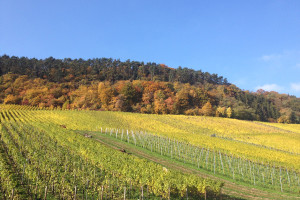 Moselle region in fall
