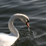 Swan in the Moselle