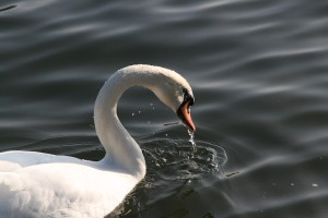 Swan in the Moselle