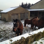 snowy horses