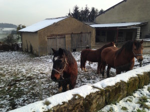 snowy horses