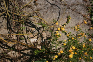 flowers growing up wall