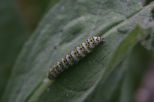 caterpillar