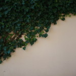 ivy growing up wall