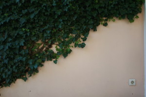 ivy growing up wall