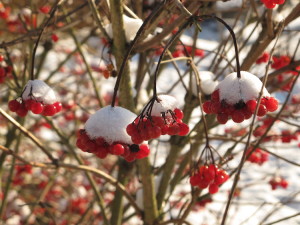 winter berries