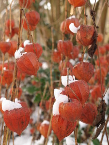 red, winter flowers