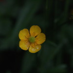 yellow, flower