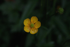 yellow, flower