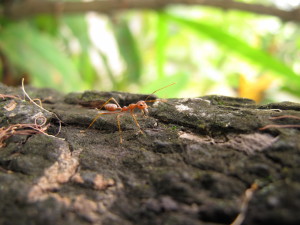 Cambodian ants