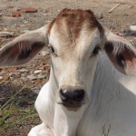Cow in Sihanoukville
