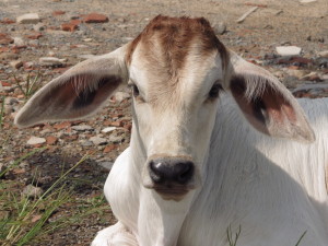 Cow in Sihanoukville