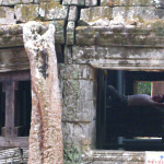 Ta Prohm Ruins