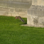 Canterbury, England - Squirrel