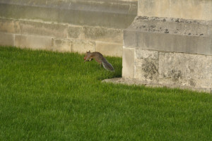 Canterbury, England - Squirrel